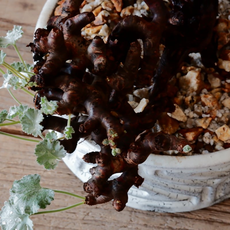 大株】ペラルゴニウム ミラビレ PM-01