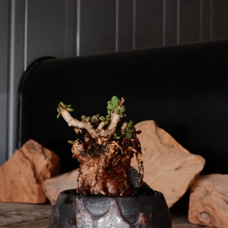 ケラリア ピグマエア［No.73］  × 磯部祐介 作品【 円 - 闇堕ち - 】2.5号 植木鉢 笠間焼