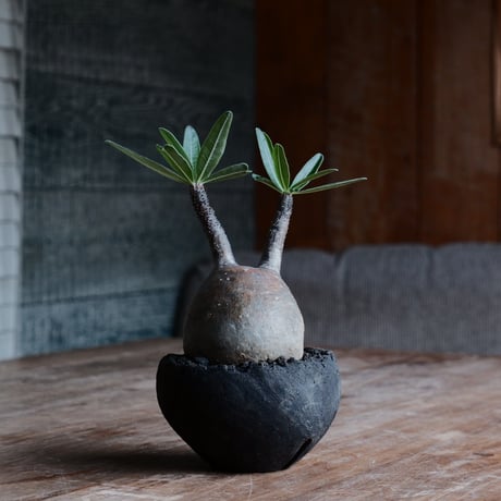 グラキリス - 象牙宮 -［No.144］  ×   沼野秀章 特別作品「 black wrap "手捻り ver. " 」3号 植木鉢 笠間焼