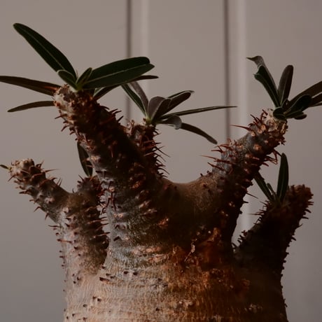 【 φ8.5cm 】グラキリス - 象牙宮 - ［No.249］  × 中野明彦 作 「 KIRIKO」4号 植木鉢 笠間焼