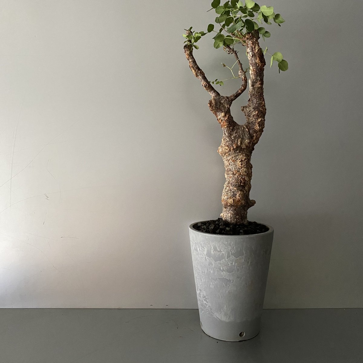 デロニクスプミラ 発根済 デロニクス プミラ BDP-07 | Botanical Holic