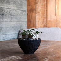 ブレビカウレ S - 恵比寿笑 -［No.168］  ×   沼野秀章 作「 black wrap 」3.5号 植木鉢 笠間焼