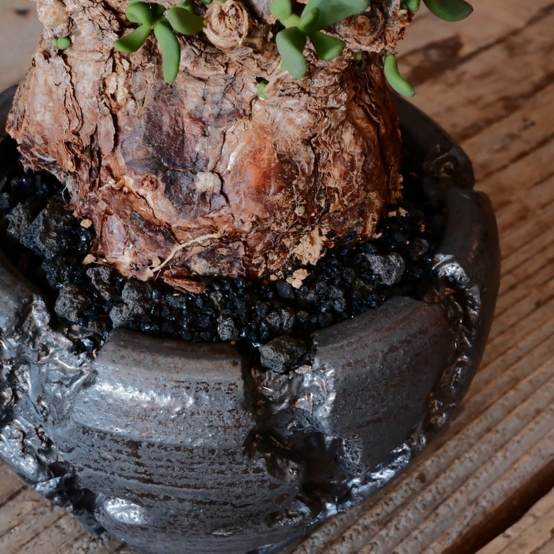 ケラリア ピグマエア［No.09］ × 松野然 【 ZEN 】3号 植木鉢 | Botan