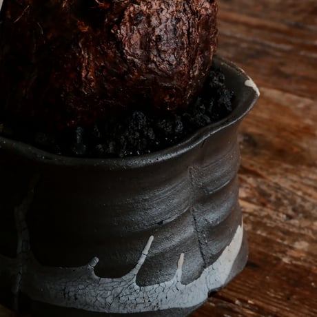 ペラルゴ二ウム トリステ 発根済［No.7］  ×   沼野秀章 作「 black wrap 」3.5号 植木鉢 笠間焼