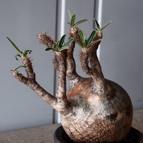 グラキリス φ10cm - 象牙宮 - ［No.51］  ×   沼野秀章 作「 black wrap 」3号 植木鉢 笠間焼