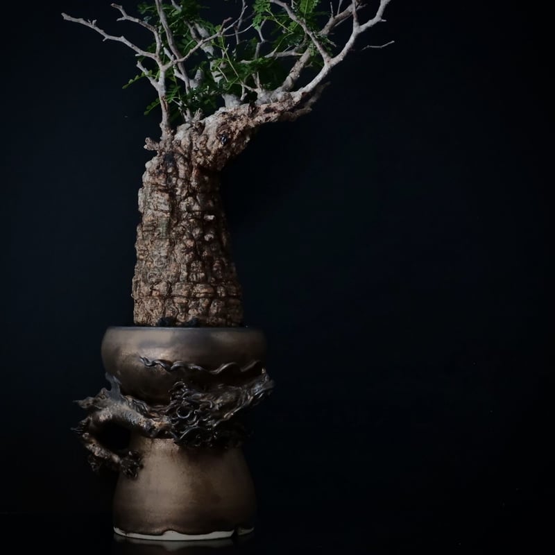 オペルクリカリア パキプス［No.19］ × HINUMA RYU 作 「龍ノ長鉢」植木