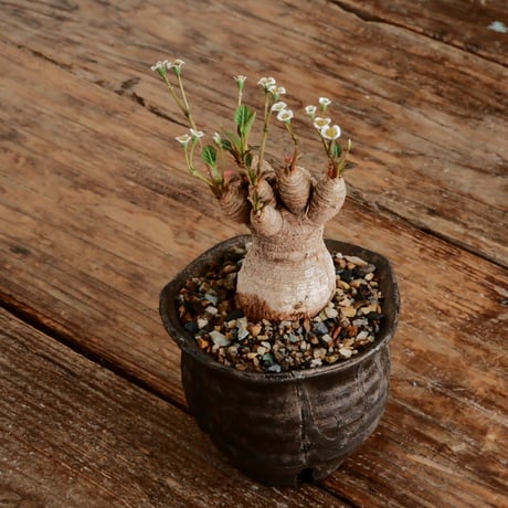 ユーフォルビア ラバティ［No.62］  ×   沼野秀章 作「 black wrap 」3号 植木鉢 笠間焼