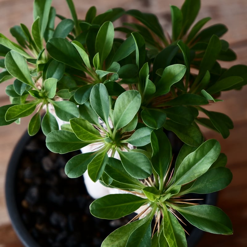 【綴化ver.】ユーフォルビア☆ギラウミニアナ 綴化ver.】ユーフォルビア☆ギラウミニアナ