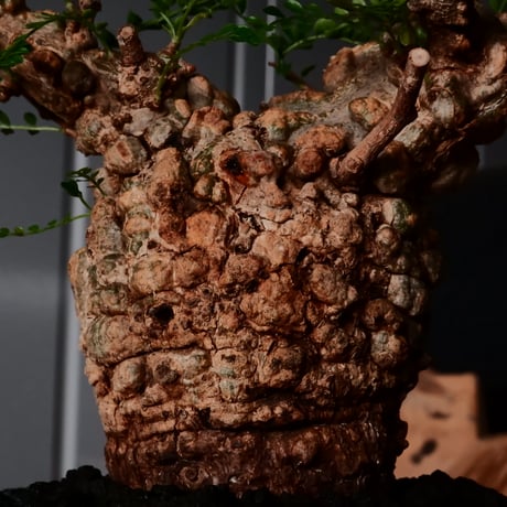 オペルクリカリア パキプス φ8cm［No.26］  × 沖誠 作品【 Bark / upper spread 】3号 植木鉢 笠間焼
