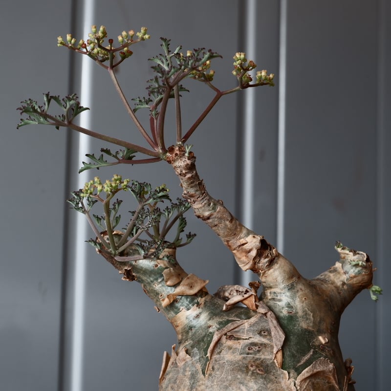 キフォステンマ ベティフォルメ ソマリア 発根済み 良型 現地球 キフォステンマ ベティフォルメ （発根済み）【ソマリア産