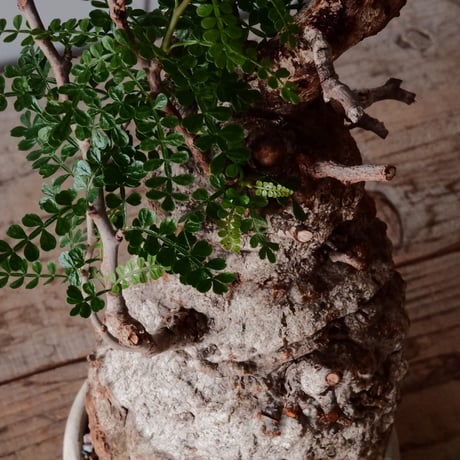 白 オペルクリカリア パキプス φ 11cm［No.21］  ×   沼野秀章 作「 刻ム音 」3.5号 植木鉢 笠間焼