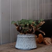 【大株 / w28cm】サルコカウロン ムルチフィズム［No.05］  ×   根本峻吾 作 S.N POT type.cylinder「 月光ノ爪牙」 5号 植木鉢