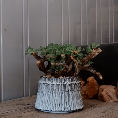 【大株 / w28cm】サルコカウロン ムルチフィズム［No.05］  ×   根本峻吾 作 S.N POT type.cylinder「 月光ノ爪牙」 5号 植木鉢