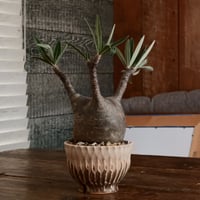 グラキリス  - 象牙宮 -［ No.165］  ×  中野明彦 作 「 KIRIKO」3.5号 植木鉢 笠間焼