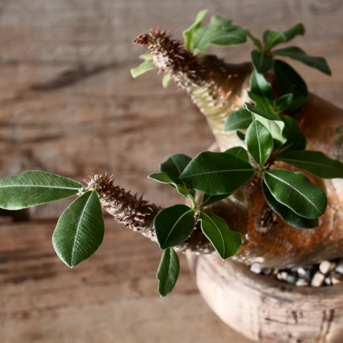 中株 マカイエンセ φ10cm - 魔界玉 - 輸入株［No.19］ × 沼野秀章 作品