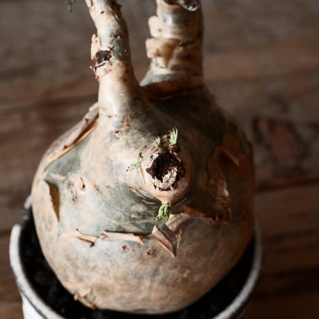 丸株 キフォステンマ ベティフォルメ ナローリーフ ソマリア産 輸入株［No.16］  × 根本峻吾 作品【 S.N POT「 覚醒 / 月光 ver. 」3号 】