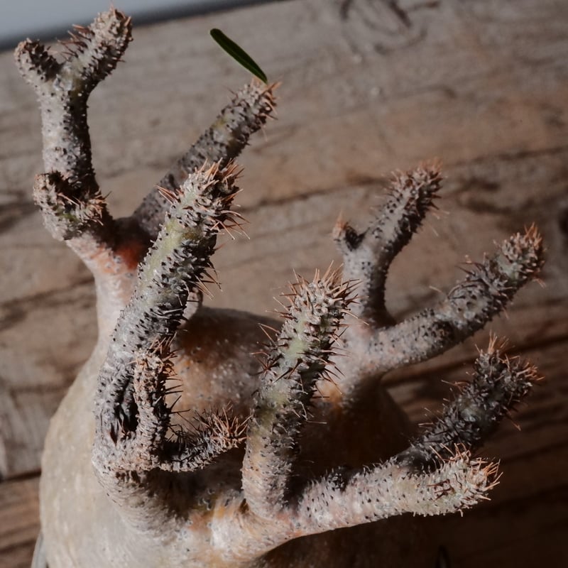 グラキリス φ10cm - 象牙宮- ［No.81］ × 根本峻吾 作 S.N POT