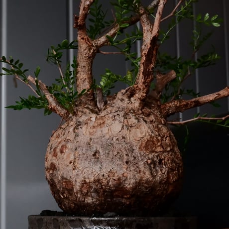 オペルクリカリア パキプス φ 12cm［No.30］  × 沼野秀章 作 【 Black Wrap 】4号 植木鉢 笠間焼