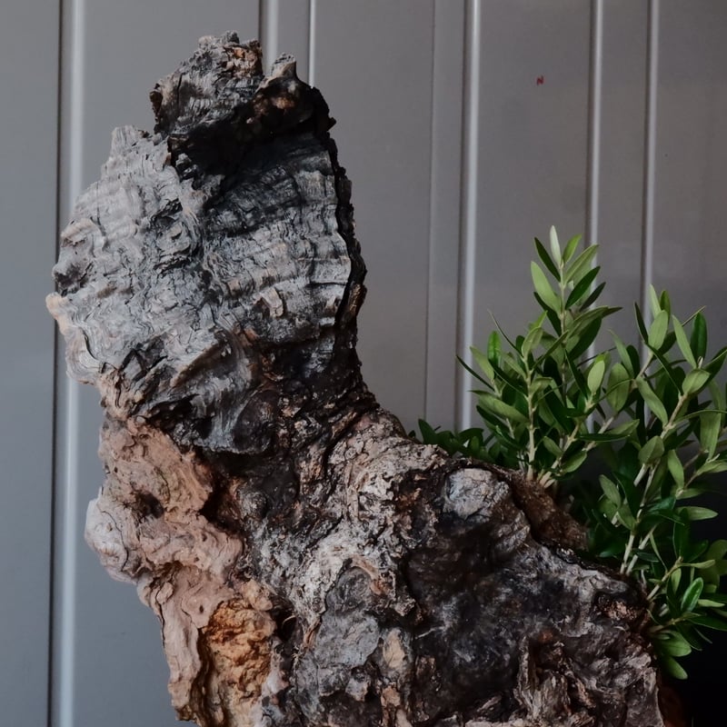 Old Olive 古木オリーブ［No.06］× 根本峻吾 作品【 S.N POT type.