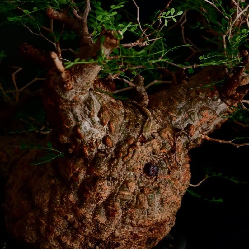 パキプス亀 fit=scale-down,w=1200