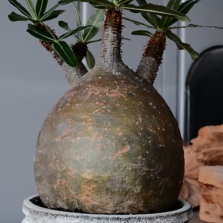 グラキリス φ10cm  - 象牙宮- ［No.35］  ×   根本峻吾 作 S.N POT type.cylinder「 月光ノ鐵」3.5号 植木鉢 笠間焼