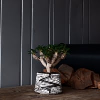 ユーフォルビア ギラウミニアナ 輸入株 発根済［No.2］  × 根本峻吾 作品【 S.N POT type.cylinder「 雷電 / 月光 ver. 」4号 】笠間焼 植木鉢