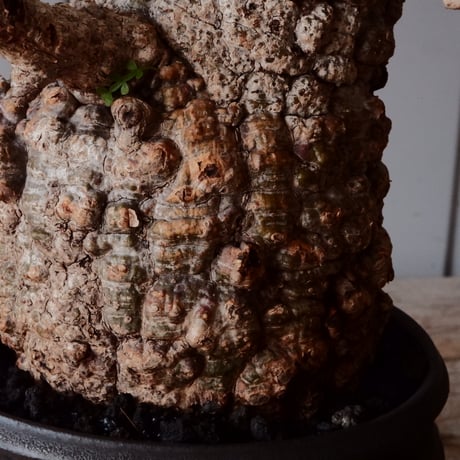 オペルクリカリア パキプス φ 11cm［No.23］  × 磯部祐介 作「 円 - 闇堕ち - "飛び鉋"」4号 植木鉢 笠間焼