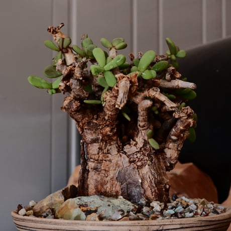 ケラリア ピグマエア［No.01］  ×   森田昌求 作 「 Abstract Scratch 」 4号 植木鉢 笠間焼