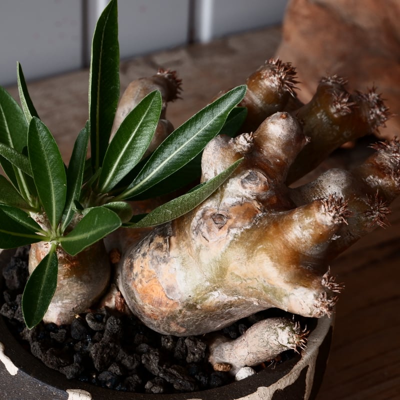 パキポディウム ブレビカリックス　発根済み パキポディウム ブレビカリックス 輸入株 発根済［No.9］ × 沼野