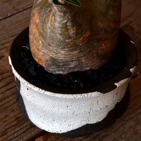 グラキリス φ8.5cm - 象牙宮 - ［No.10］  ×   沼野秀章 作「 black wrap 」3号 植木鉢 笠間焼