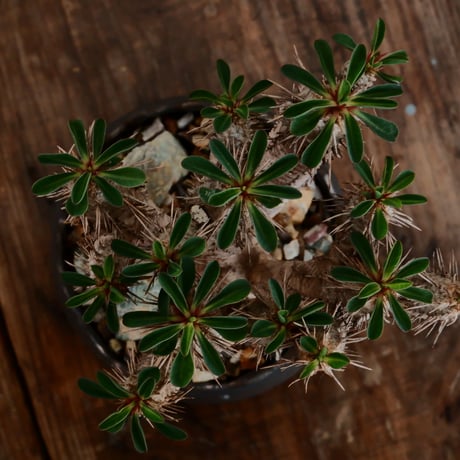 ユーフォルビア ギラウミニアナ［No.58］  ×   根本峻吾 作 S.N POT type.cylinder「  刻印 - kokuin - 」3号 植木鉢 笠間焼
