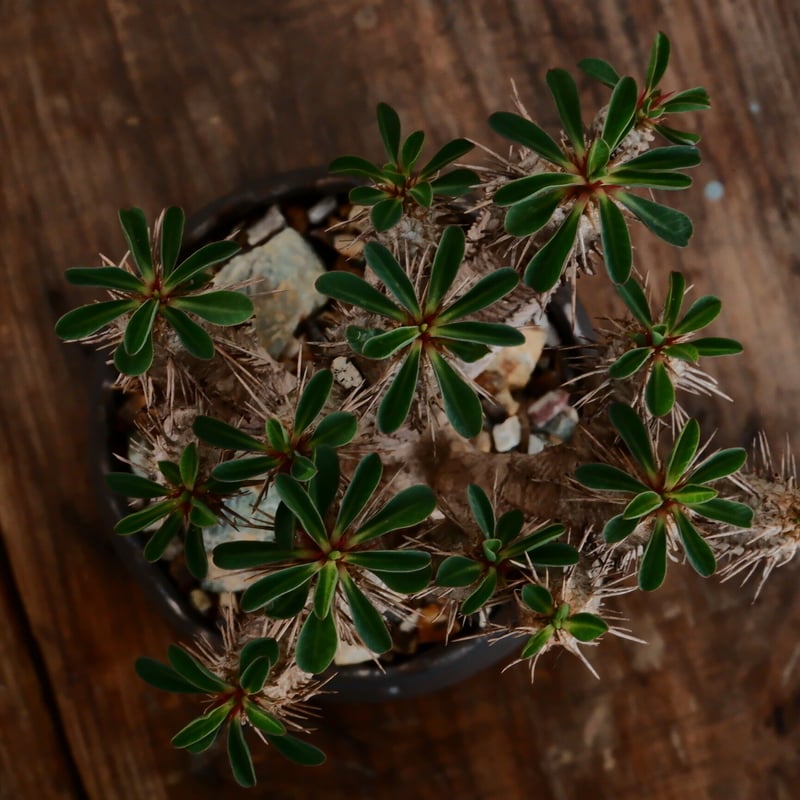 ユーフォルビア ギラウミニアナ［No.58］ × 根本峻吾 作 S.N POT type