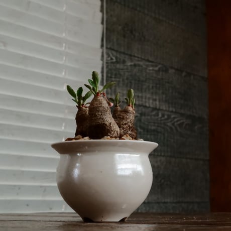 ユーフォルビア ラバティ［No.61］  ×   坂本新 作 「  LUSTER OVERGLAZE - 白虹彩 -  white pearl - 」植木鉢 笠間焼