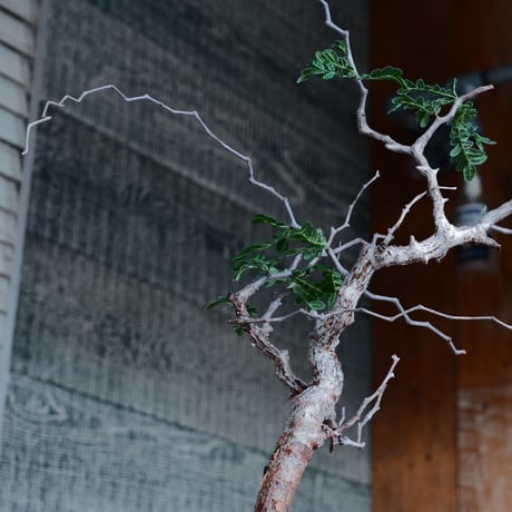 コミフォラ モンストローサ［No.41］  ×  沼野秀章 作「 black wrap .tall 」 3号 植木鉢 笠間焼