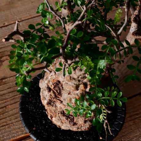 オペルクリカリア パキプス φ9cm［No.27］  × 沖誠 作品【 Bark / upper spread 】3号 植木鉢 笠間焼