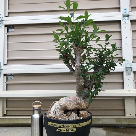特大 バオバブ アダンソニア ねじ巻き二頭タイプ / Baobab Adansonia［No.06］