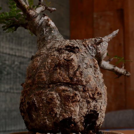 オペルクリカリア パキプス［ No.13］  ×  森田昌求 作 「 CLAW / Abstract Scratch」4号 植木鉢 笠間焼