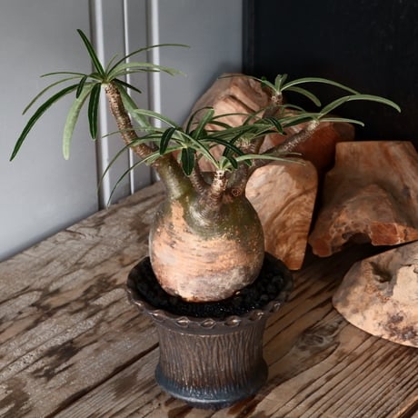 グラキリス φ8.5cm - 象牙宮 -［No.57］  × 磯部祐介 作「 鶏冠 - tosaka - "金剛 tall ver. " 」3号 植木鉢 笠間焼
