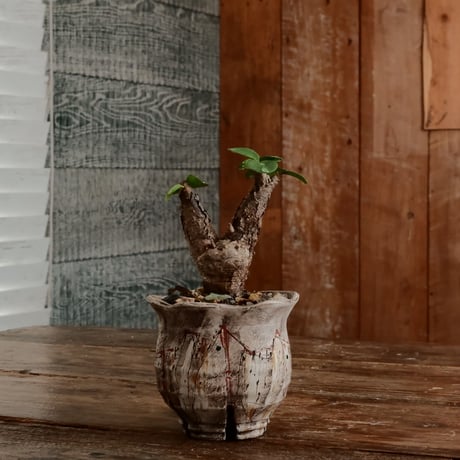 ユーフォルビアイトレメンシス | STORES