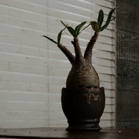 グラキリス φ8cm - 象牙宮 - ［No.62］  ×   根本峻吾 作 S.N POT type.round「 黒焔 - kokuen - 」3号 植木鉢 笠間焼