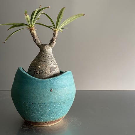 ミニ鬼 Gracilius  ×  Shell pot S「Turquoise blue」 - 笠間焼 - C98