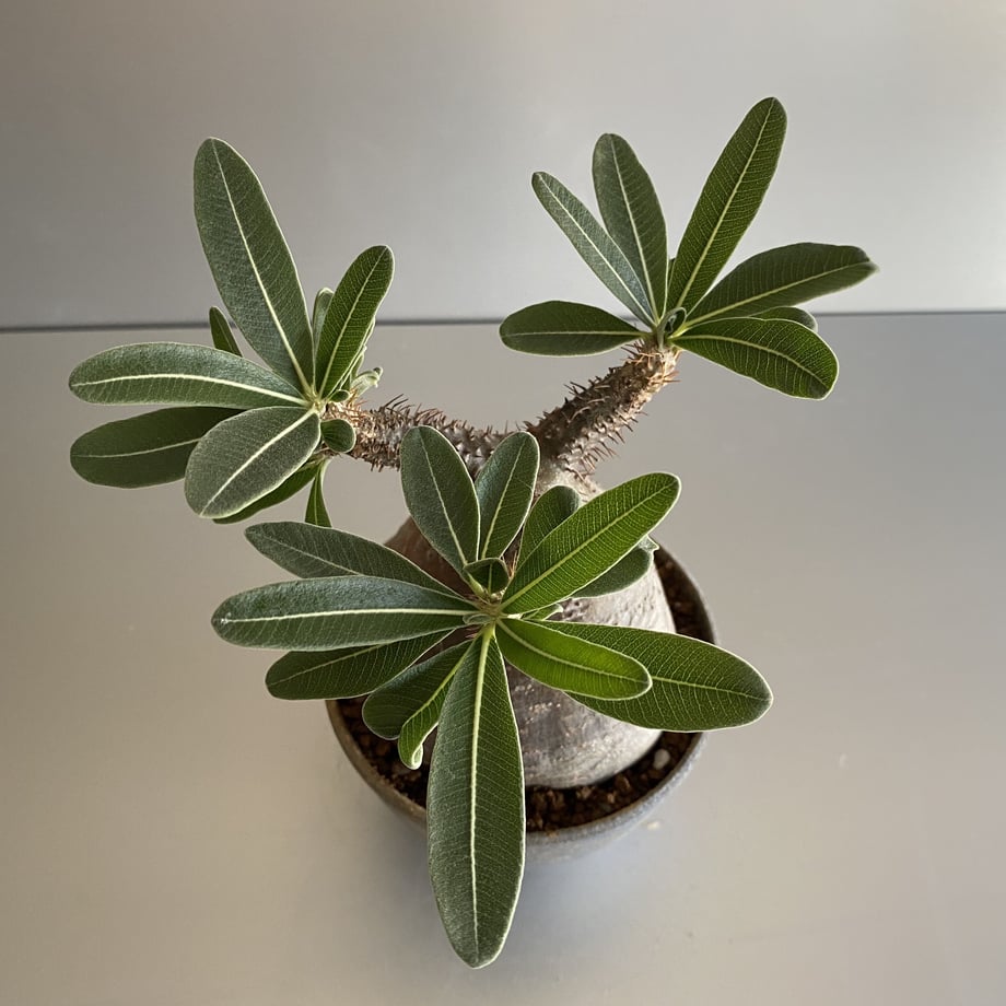5f969005ef80857f63261d00