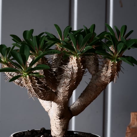 ユーフォルビア ギラウミニアナ 輸入株 発根済［No.2］  × 根本峻吾 作品【 S.N POT type.cylinder「 雷電 / 月光 ver. 」4号 】笠間焼 植木鉢