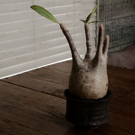 グラキリス - 象牙宮 -［No.82］  ×   沼野秀章 作「 black wrap 」3.5号 植木鉢 笠間焼