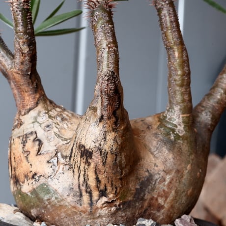 グラキリス φ11cm - 象牙宮 -［No.39］  ×   沼野秀章 作「 刻ム音 」3.5号 植木鉢 笠間焼