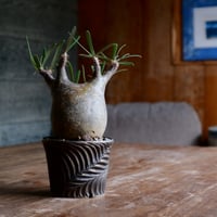 グラキリス  - 象牙宮 - size S［No.43］  ×  新里竜子 作 「RYUSEN - bronze -」3号 琉球 植木鉢