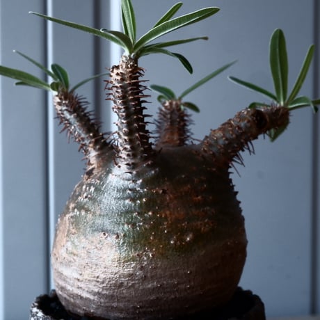 グラキリス φ8.5cm - 象牙宮-［No.27］× 根本峻吾 作 S.N POT type.round「 爪牙 -堕天白- 」3号鉢 笠間焼
