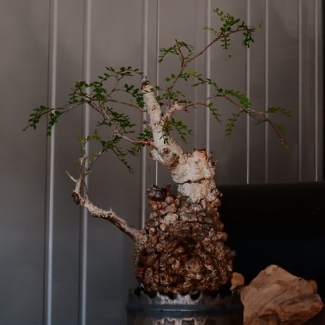 オペルクリカリア パキプス φ 11cm［No.38］  ×   根本峻吾 作 S.N POT type.cylinder「 黒焔 」 4号 植木鉢