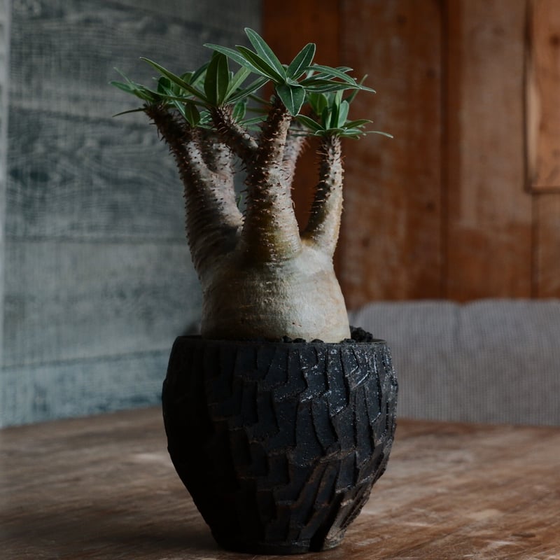 綴化 グラキリス - 象牙宮 -［No.161］ × 沼野秀章 作「 black wra