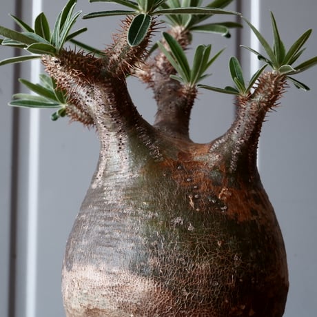 グラキリス φ10cm - 象牙宮 -［No.43］  ×   沼野秀章 作「 刻ム音 」3.5号 植木鉢 笠間焼